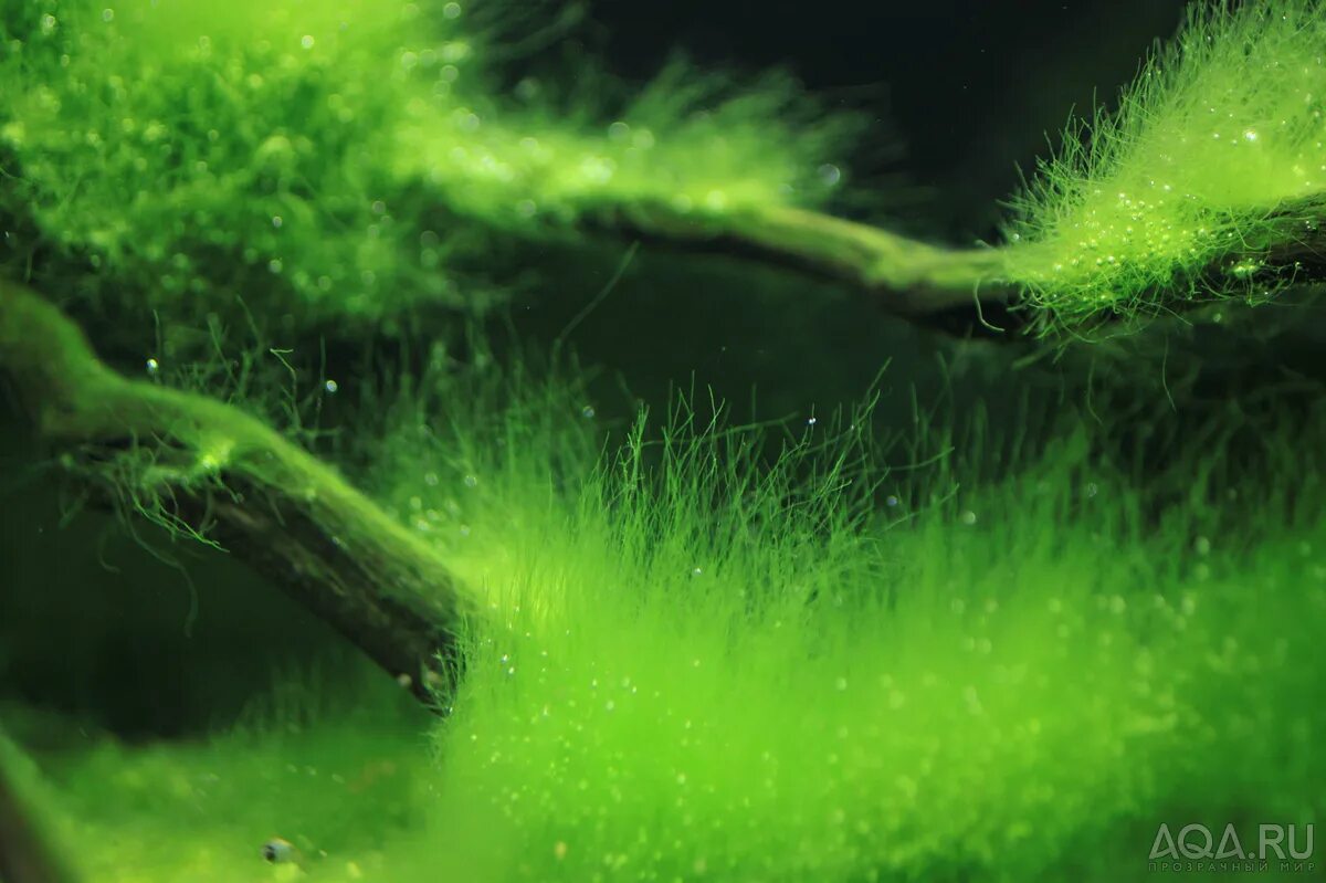 Кладофора спирогира. Нитчатая водоросль спирогира. Зеленые водоросли улотрикс.