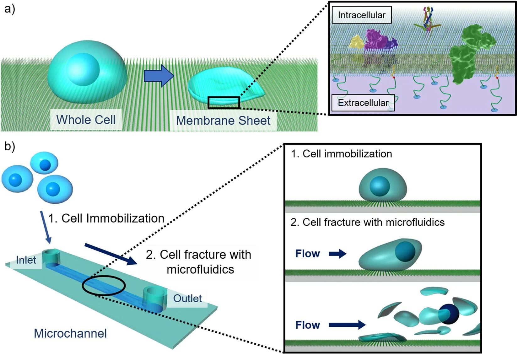 Sheets cells. Микрофлюидика схема. immobilization of enzymes. immobilization of yeast cells. микрофлюидика схема jpg.
