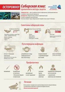 Сибирская язва рассказ
