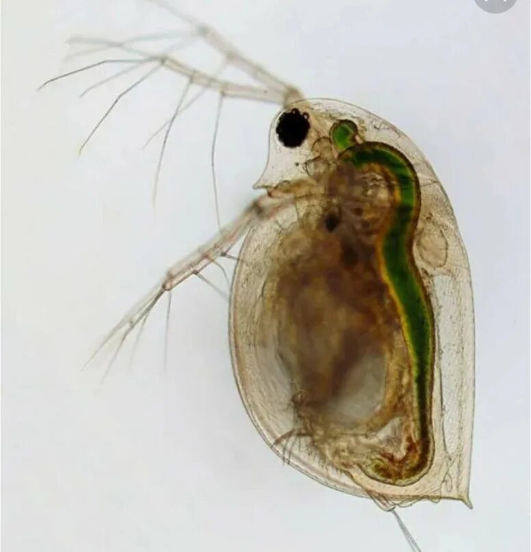 Дафния моина. Дафния ракообразные. Daphnia pulex. Карапакс дафнии.