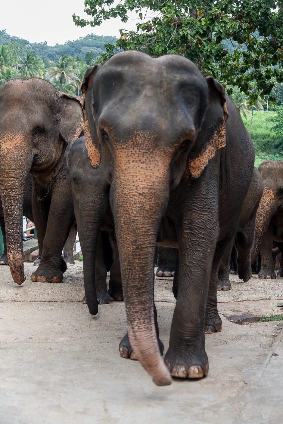Индийские слоны живут. Индийски1 слон. Азиатский индийский слон. Индийские слоны хоботные. Гималайский слон.