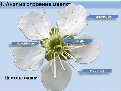 Функции цветка яблони