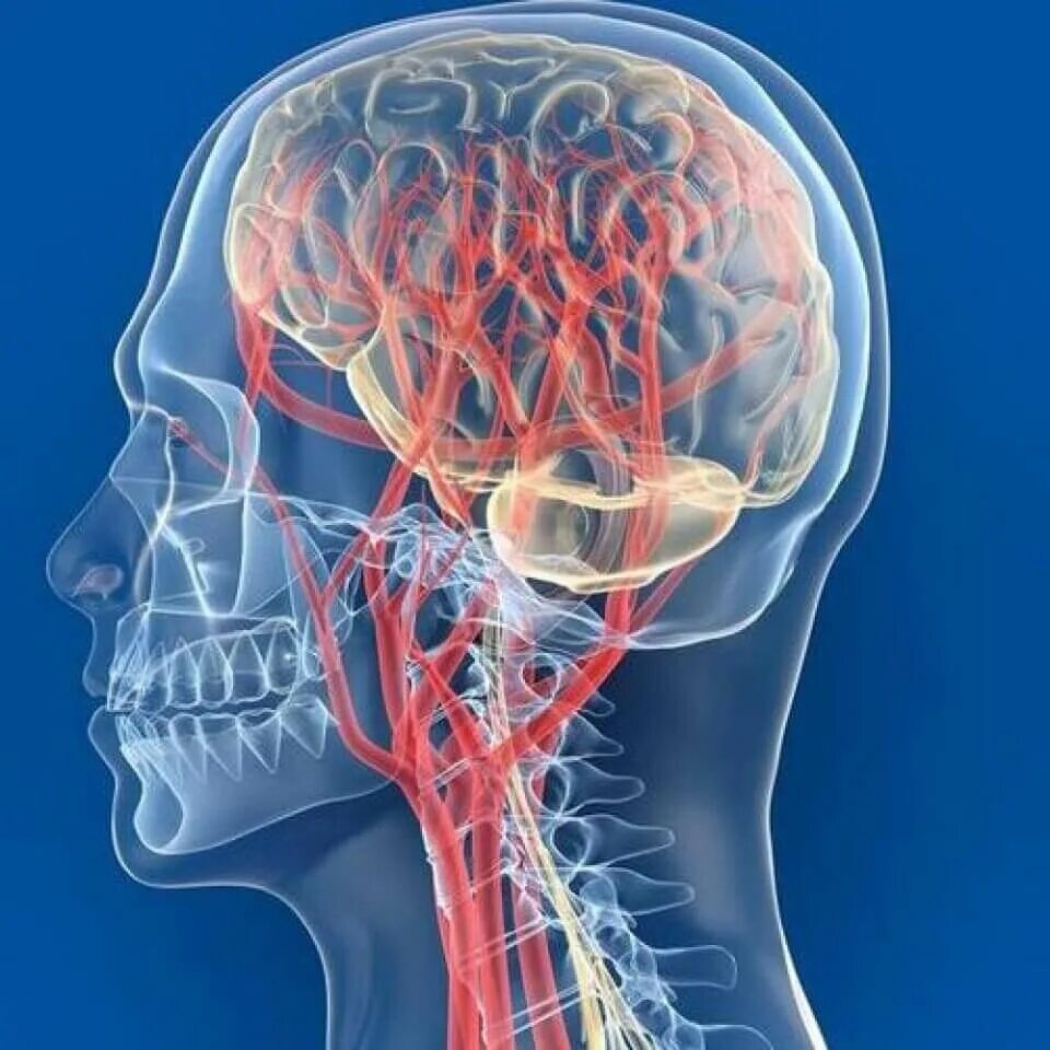 Улучшение кровообращения головного при шейном. Сосуды головы и шеи. Кровообращение головного мозга. Кровеносные сосуды головы. Кровообращение головногомоз.