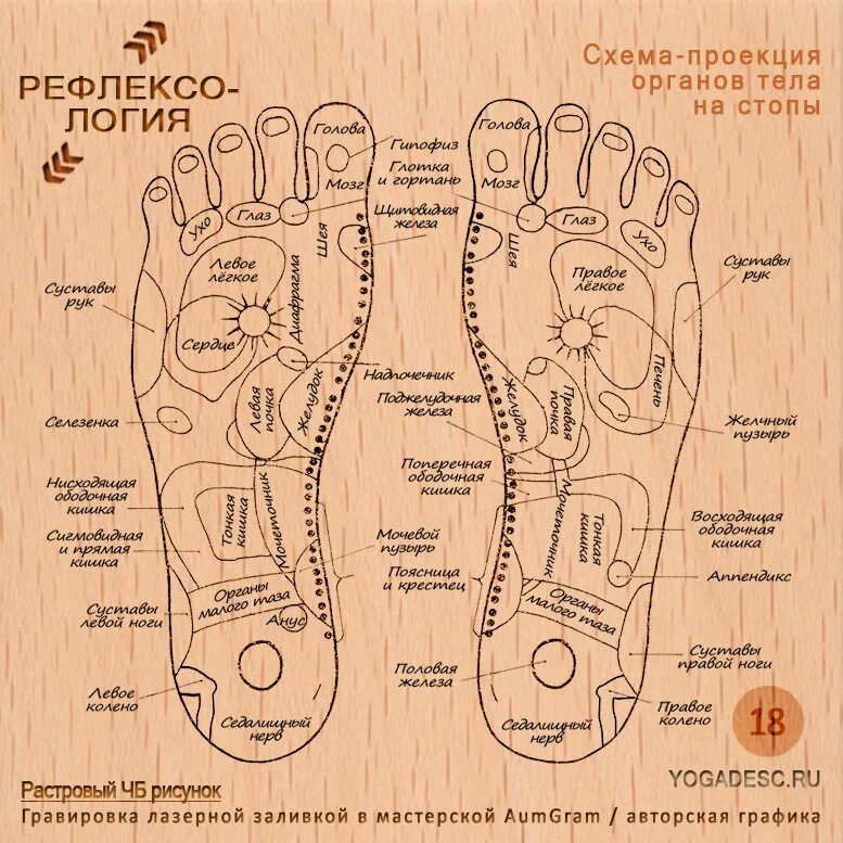 Точки акупунктуры на стопе человека атлас. Акупунктура стопы человека схема. Схема расположения точек и рефлекторных зон на стопы. Проекция органов на подошве стопы. Точки на подошве ног