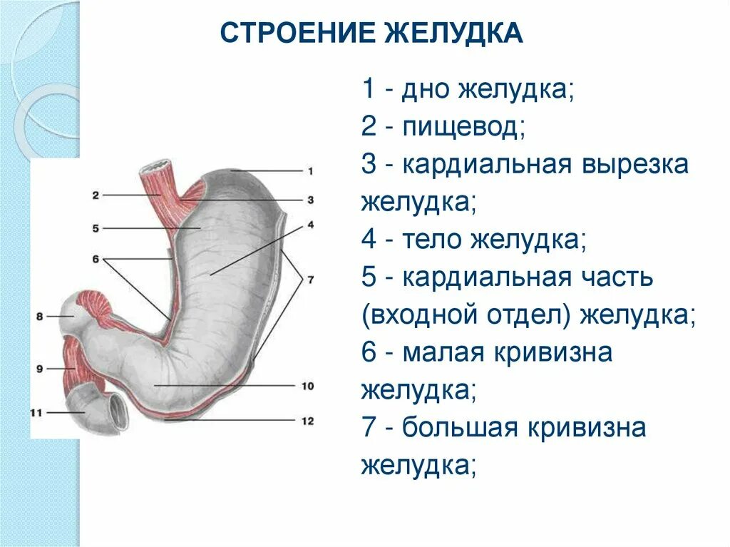 Анатомическое строение желудка человека. Строение и функции желудка кратко. Желудок человека строение рисунок анатомия. Схема наружного строения желудка. Строение желудка биология