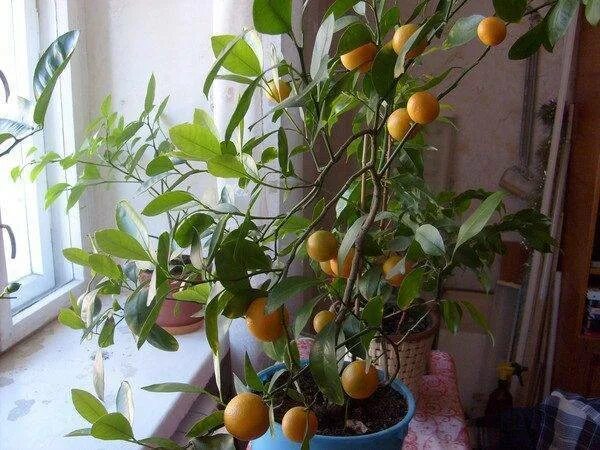 Вырастить мандарин из плода. Мандариновое дерево и лимонное дерево. Манго плодоносит. Мандариновое дерево Росток. Мандариновое дерево зацвело.