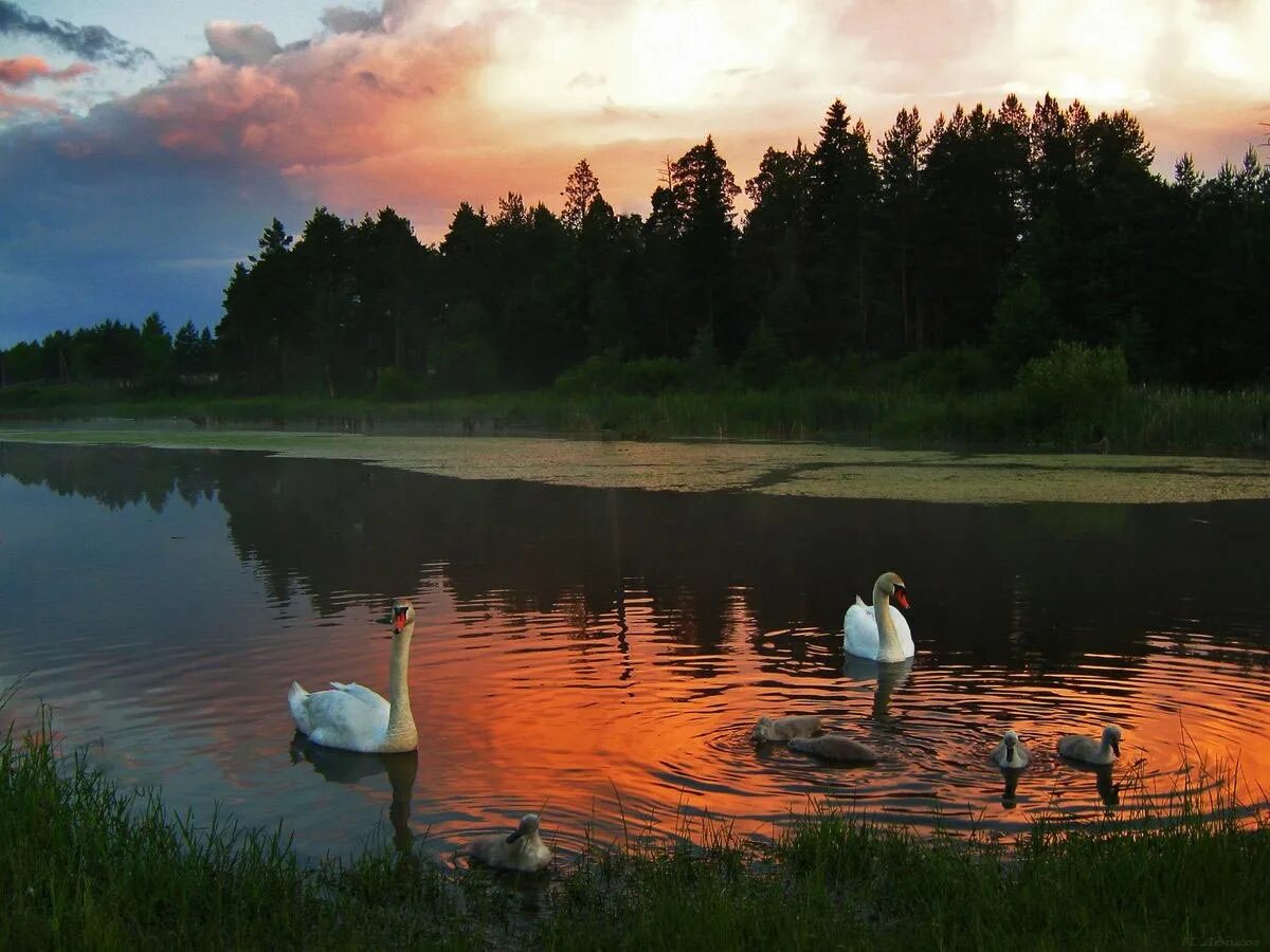Стихотворение глупое счастье. Красивое озеро с утками. Лебеди на озере вечером. Озеро вечером. Летний вечер у озера.