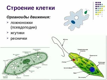 Реснички органелла