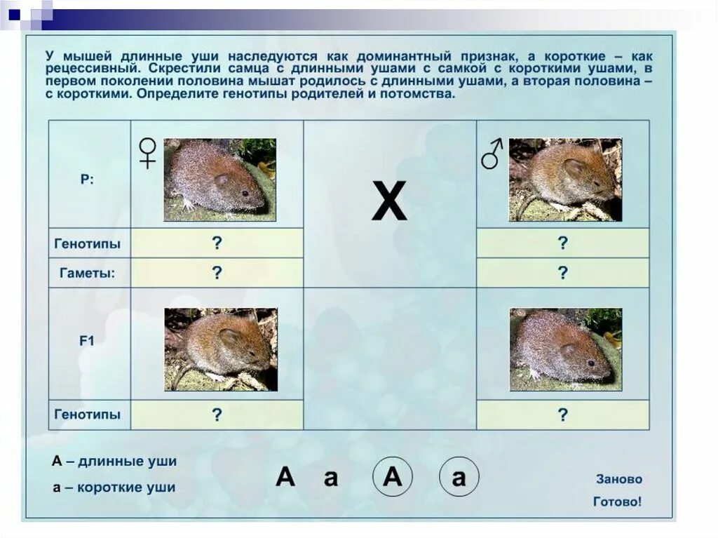 Доминантные и рецессивные признаки. Длинные уши у мышей доминантный признак. У мышей длинные уши наследуются. Доминантные и рецессивные признаки мыши.