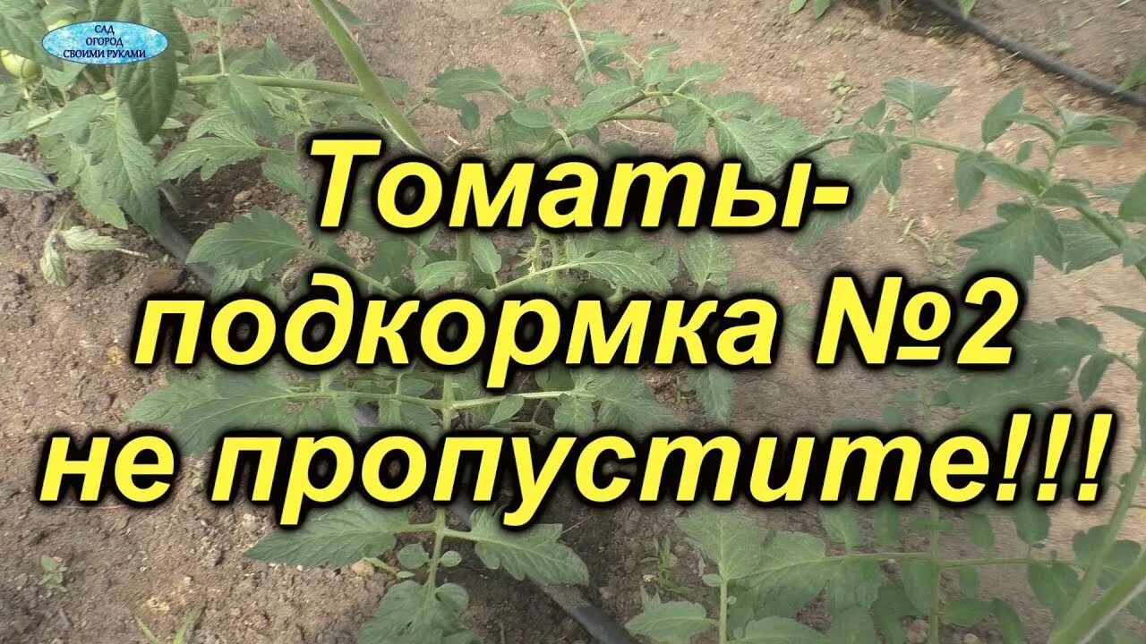 Подкормка томатов видео. Подкормка томатов. сад огород своими руками подкормка томатов. подкормка для помидор. чем подкормить помидоры.