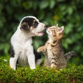 Cat dog green