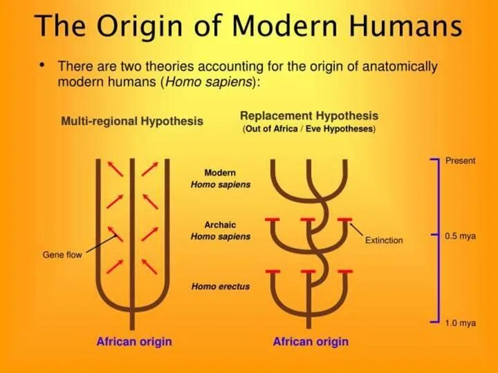 What is the origin of. Anatomically modern humans. human origin china theory.
