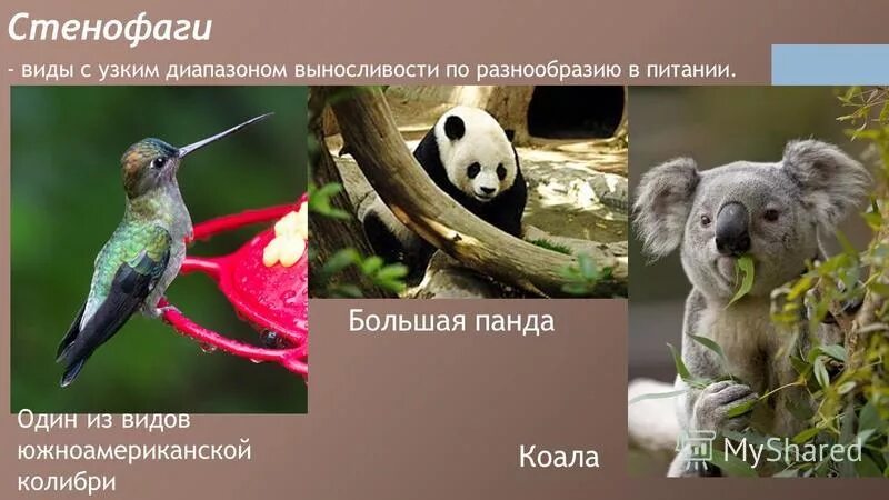 Стенофаги. Стенофаги примеры. животные в узком диапазоне. животные с узким диапазоном выносливости.