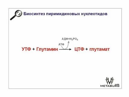 Биосинтез атф