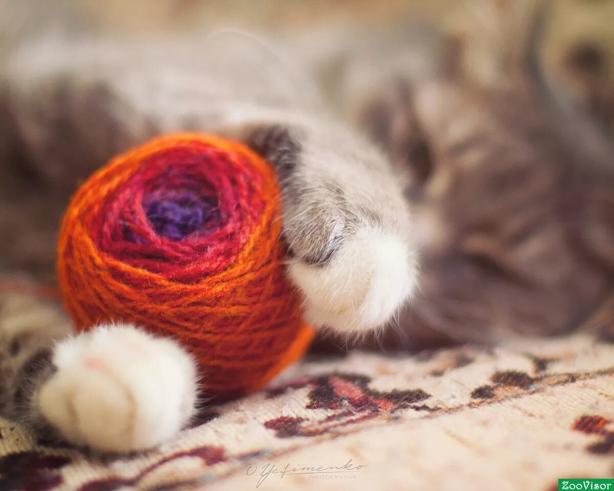 день ниток. шерстяные нитки. день ниток. моток ниток. клубки ниток вязальных.