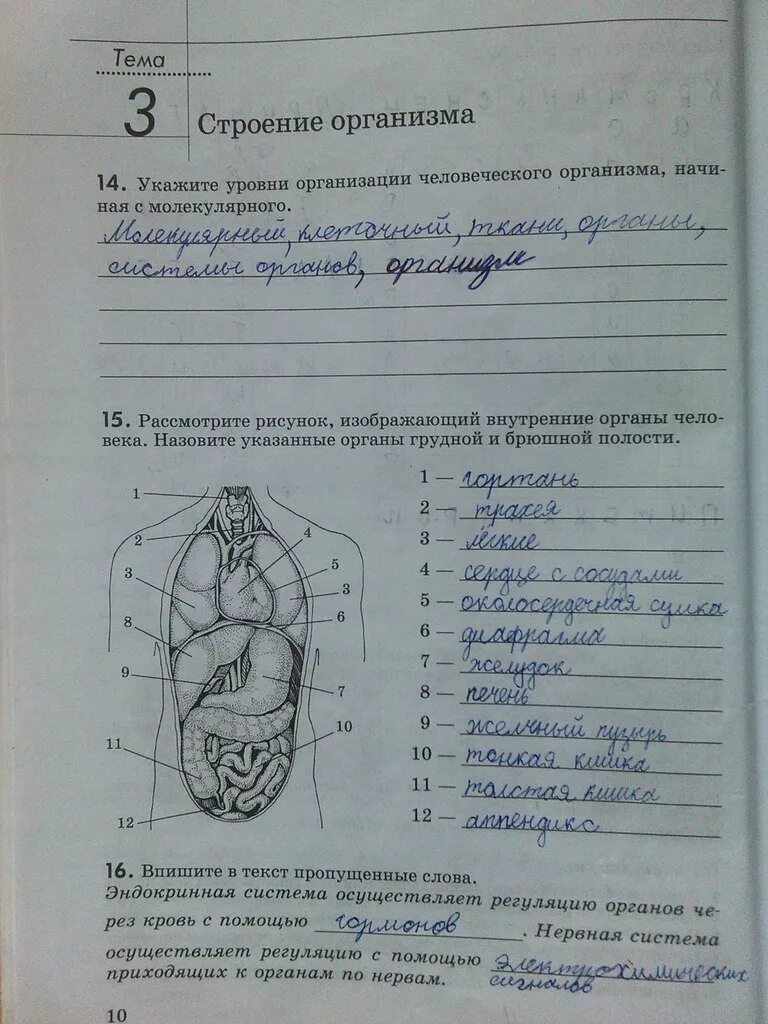 Биология 6 с пчелой