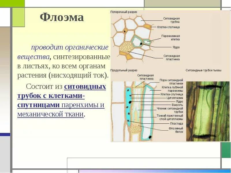 Черты строения и функции луба. Ситовидные трубки флоэмы. проводящая ткань листа это флоэма. ситовидные трубки луба. ткани растений ксилема флоэма.