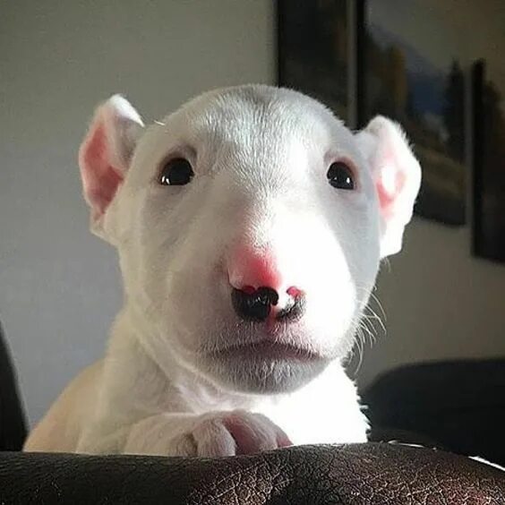 guirnalda Arte siguiente como educar a un perro bull terrier marido Superficie l