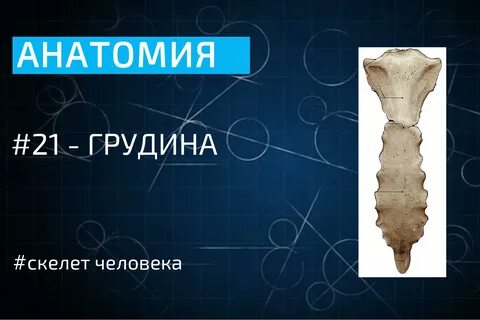 Учи анат