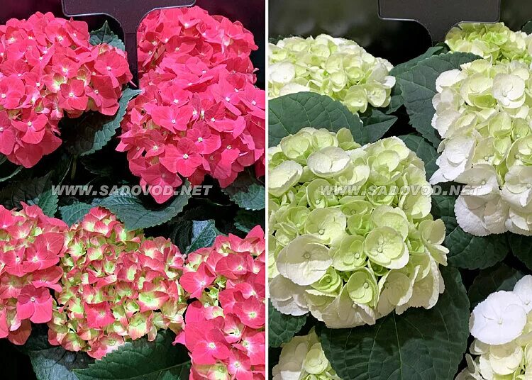 Гортензия ред айс фото и описание Гортензия крупнолистная "Хот Ред" (Hot Red) купить с доставкой почтой по Минску