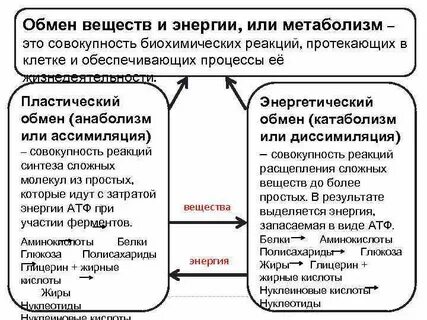 Метаболизм это в биологии кратко
