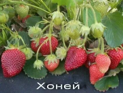 Хоней описание сорта фото отзывы садоводов