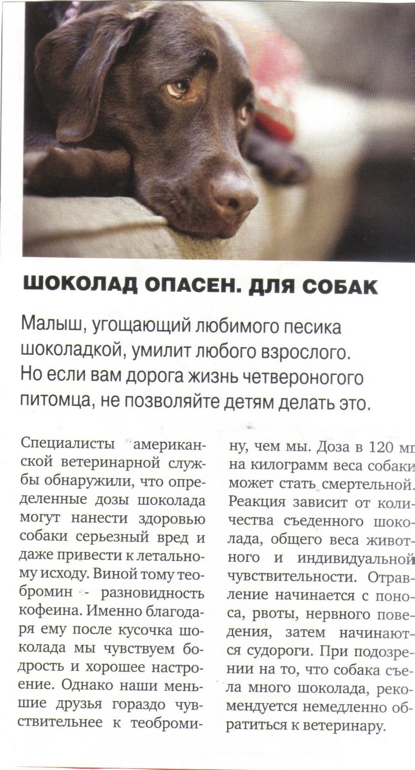 Собака ест шоколад. Шоколад собаке что будет. Шоколад для собак. Почему собакам нельзя шоколад. Шоколад собаке что будет.