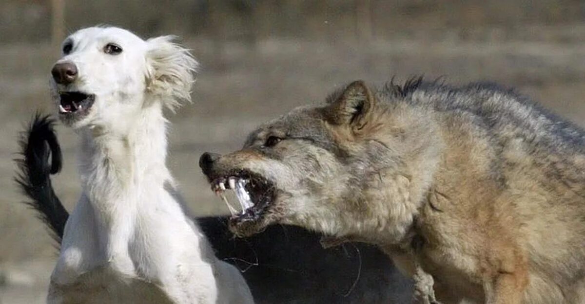 Собаки нападают на волков. Волки нападают на собак. Нападение волков на собак. Волки нападают на собак. Турецкий кангал против волка.