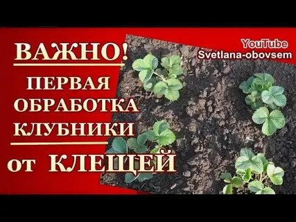 Препараты от клеща на клубнике