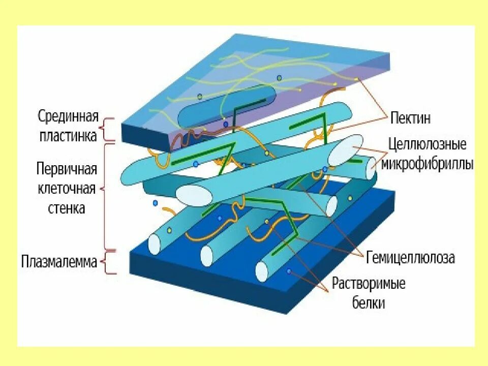 Клеточная стенка 5 класс. Клеточная стенка. Целлюлоза в клеточной стенке. Клеточная стенка это 5 класс. Клеточная стенка 9 класс.