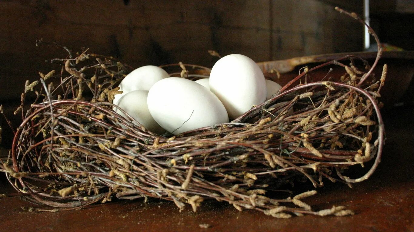 Гнездо с яйцами. Куриные яйца в гнезде. Куриные гнезда. Свежеснесенные куриные яйца. Видеть во сне много куриц