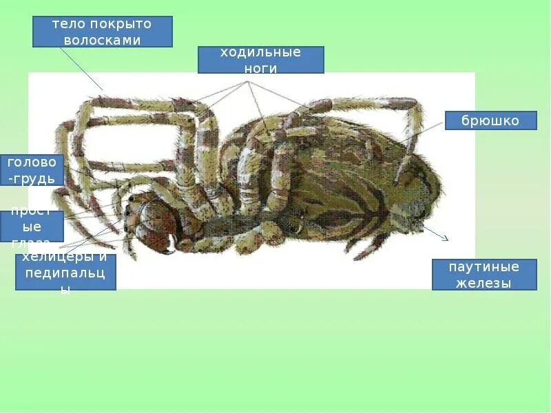 Тело нечленистое округлое