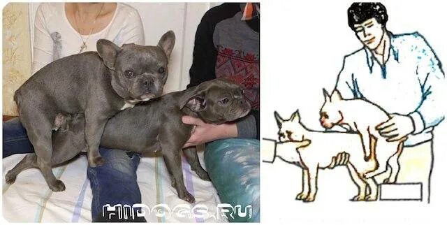 Можно ли человек забеременеть от собаки