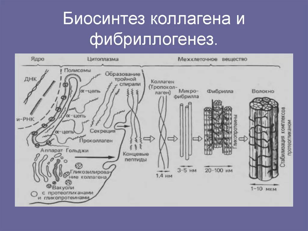 Схема этапов синтеза коллагена. Стадии синтеза коллагена схема. Схема строения коллагенового волокна. Схему поэтапного биосинтеза коллагеновых волокон..