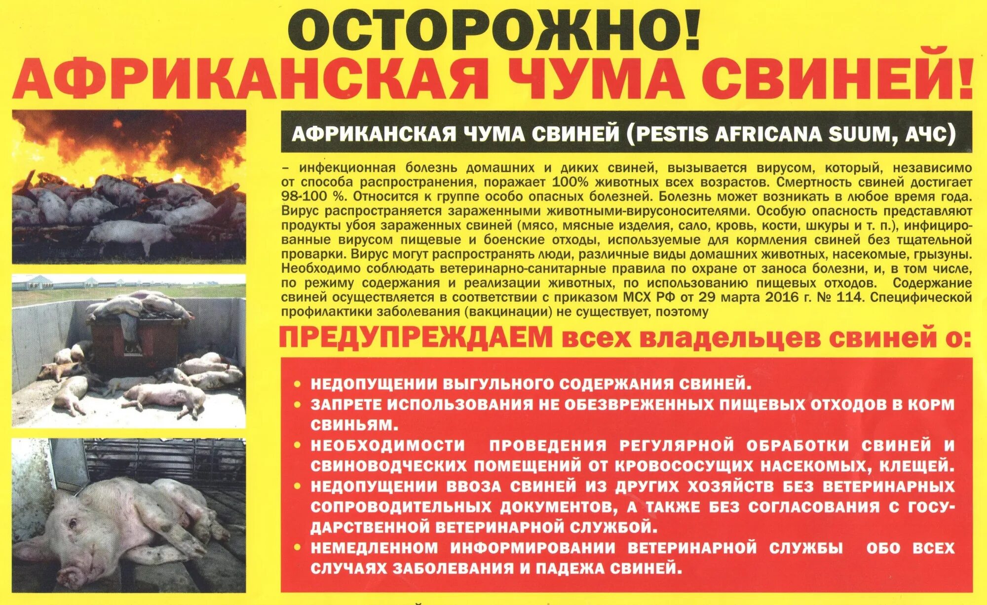 Памятка по профилактике ачс для населения. Эпизоотология африканская чума свиней. Памятка по предупреждению распространению ачс. Эпизоотология африканская чума свиней. Африканская чума профилактика.