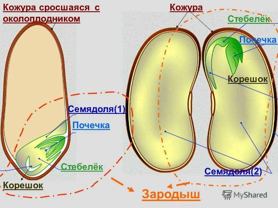 Из семядолей стебелька корешка и почечки