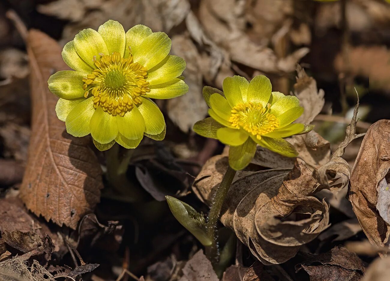 Горицвет амурский весенний. Адонис первоцвет. Адонис горицвет амурский. Горицвет амурский весенний. Горицвет амурский весенний.
