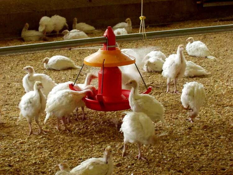 выращивание индюков. разведение индюков. бройлерные индюки биг 6. выращивание индюков. ферма индюков.