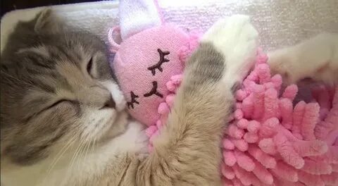 Любимые кошки видео