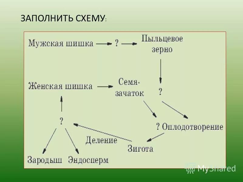 Органы размножения голосеменных растений. Схема размножения голосеменных растений 6. Размножение голосеменных растений схема. Размножение голосеменных 6 класс биология. Схема размножения голосеменных растений 6 класс.