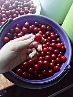 Вишня продам