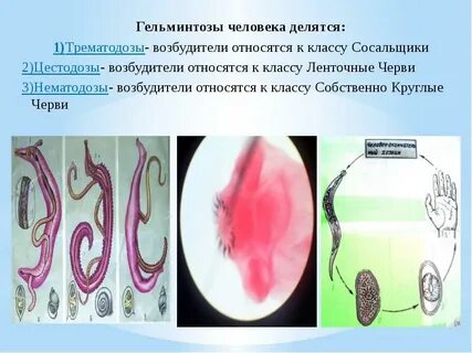 Гельминтом является