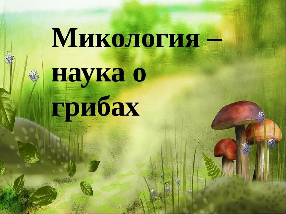 Микология грибы. Микология наука о грибах. Микология презентация. Микология изучает грибы. 4 микология