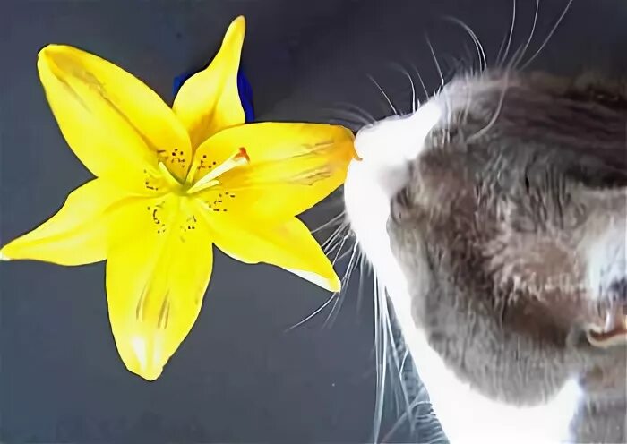 Смертельно опасный цветок для кошек. Кот с лилиями. Лилии и кошки. Кот с лилией. Кошачья Лилия.