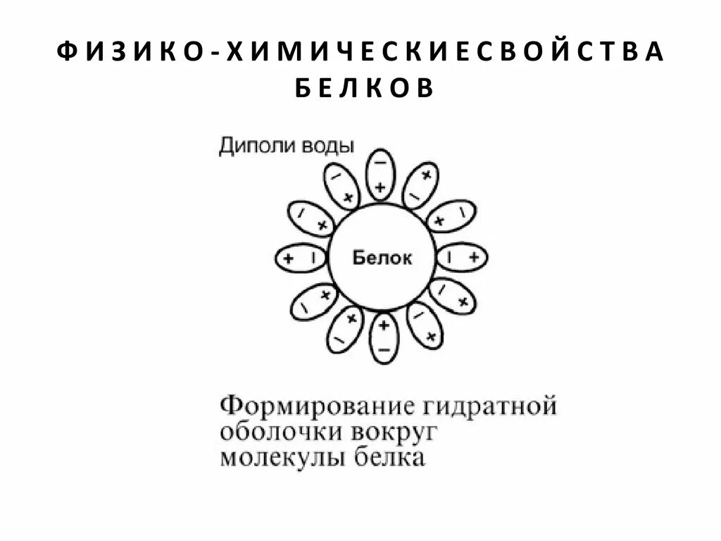 Гидратная оболочка. Гидратная оболочка