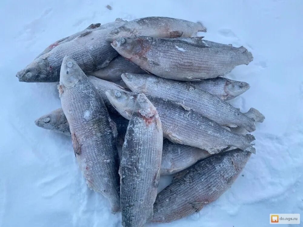 омуль холодного копчения. муксун чир омуль. омуль северный свежемороженый. омуль вяленый. сиг, чир,пелядь.