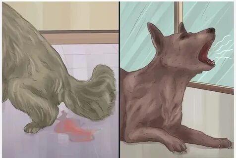 Запор у собаки