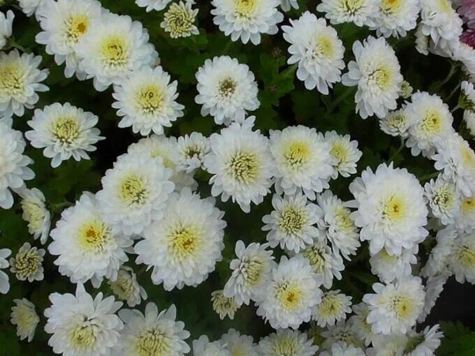 Rather rather choose beauties !! ! Chrysanthemums in the design of the garden lo