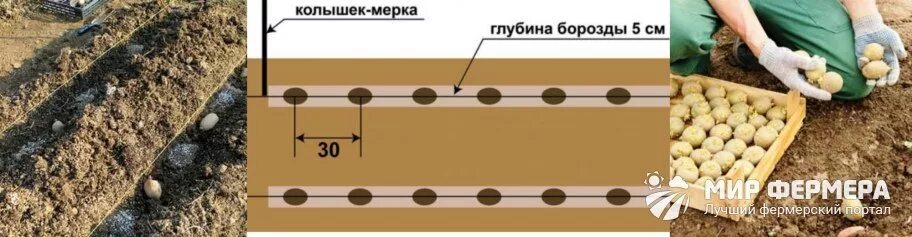 На каком расстоянии сажать картофель между рядами. Схема посадки картофеля. Глубина посадки картофеля. Глубина лунки для посадки картофеля. Правильная посадка картофеля.