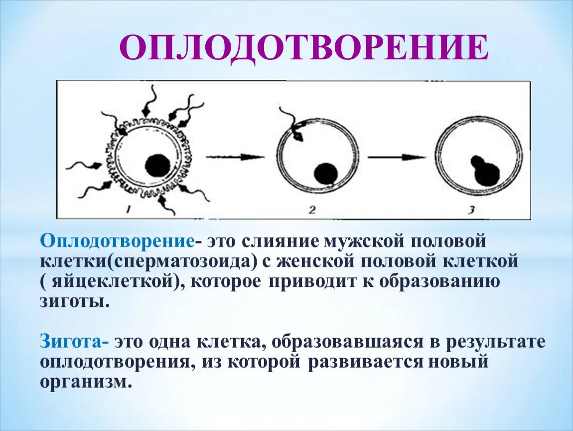 Женские гаметы образуются в результате. Оплодотворение зигота схема. Фолликулы зигота. Схема типы оплодотворения. Оплодотворение клетки схема.